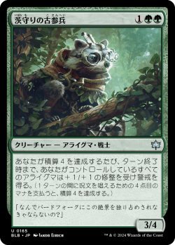 画像1: 茨守りの古参兵/Brambleguard Veteran (BLB)《Foil》